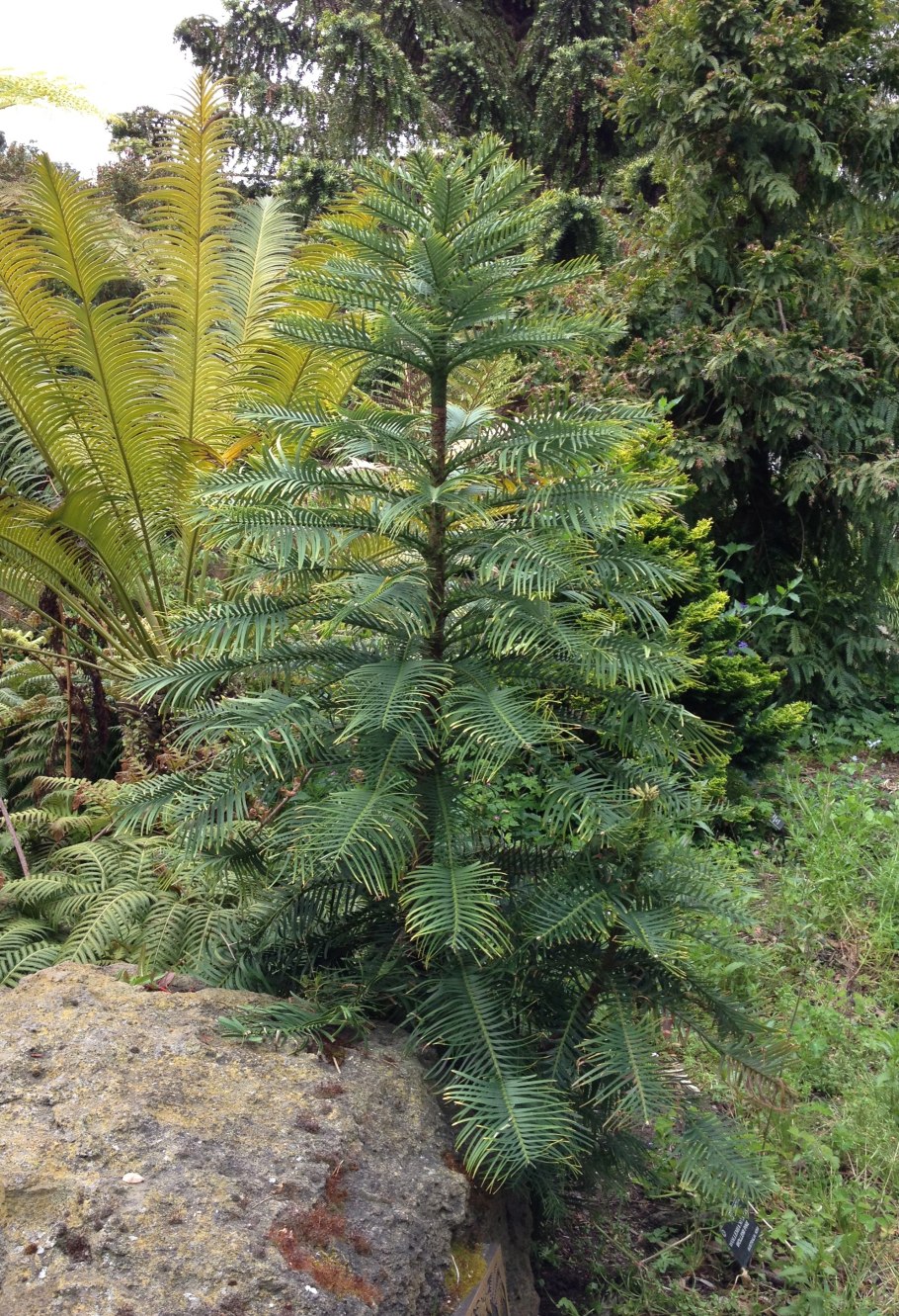 Воллемия амп.