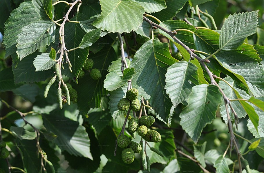 Ольха черная (Alnus glutinosa)