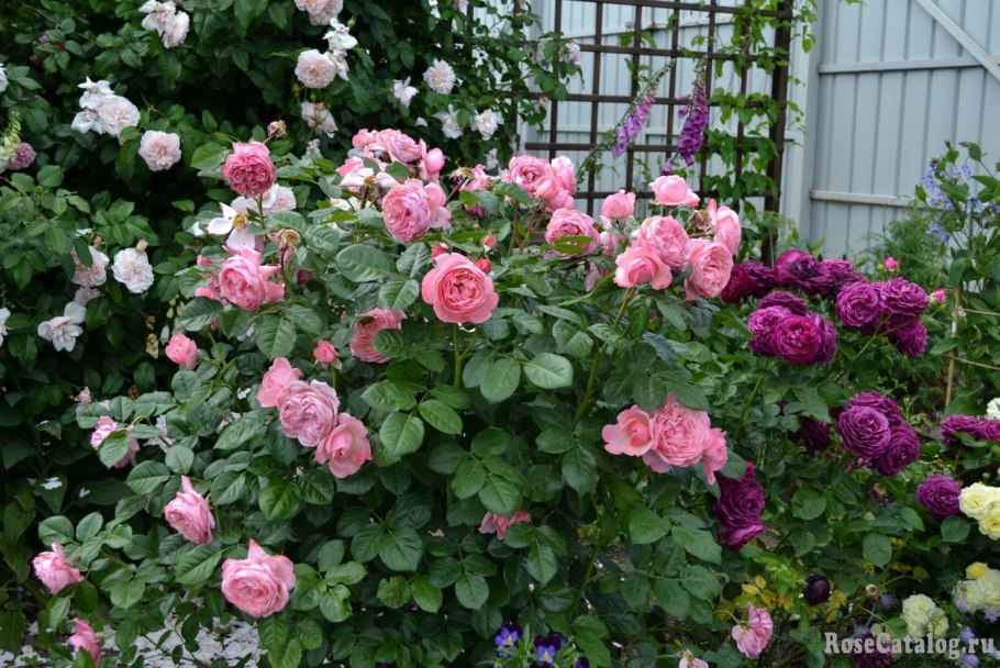 Кельнер Флора Kolner Flora роза