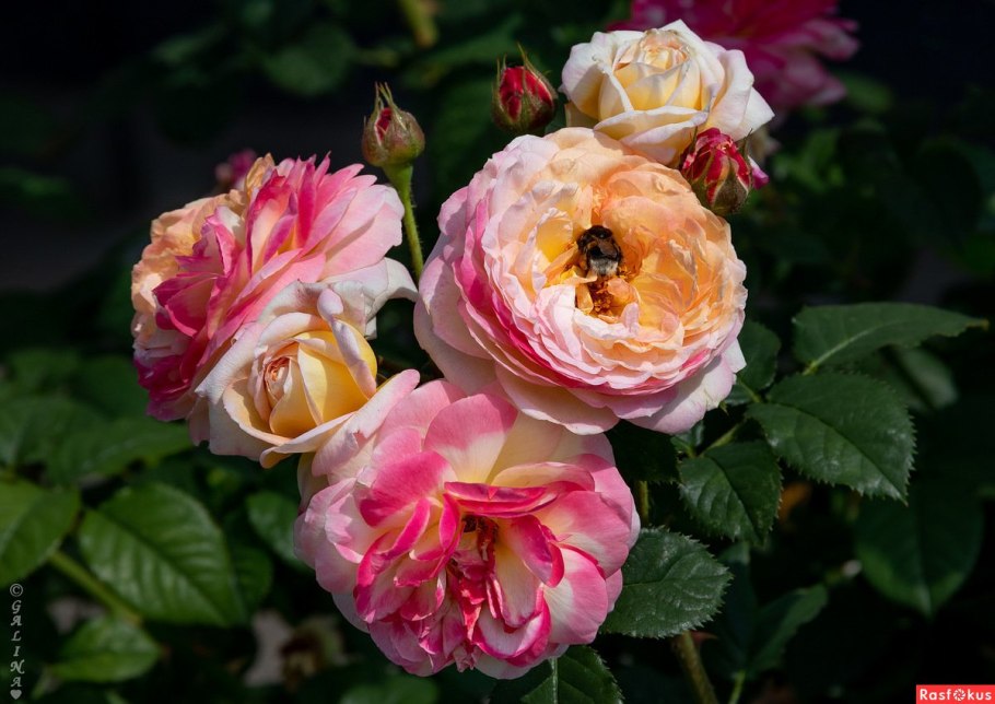 Розаза шраб Колнер Флора