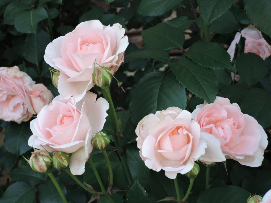 Роза шраб Вулканика