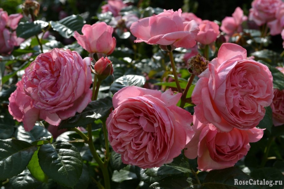 Роза Кельнер Флора Кордес