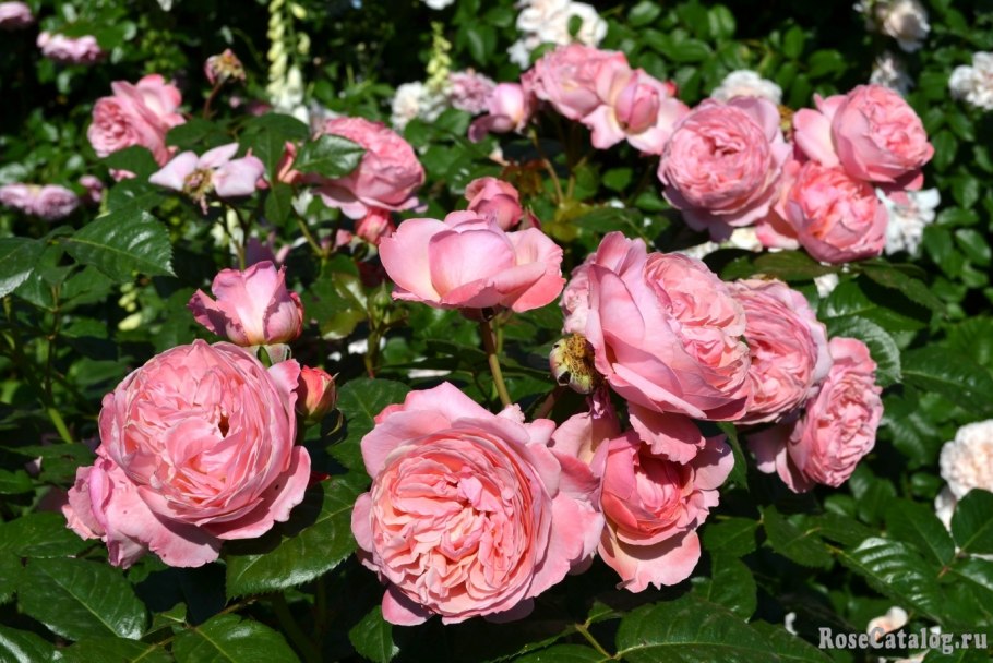 Кёльнер Флора , шрабы