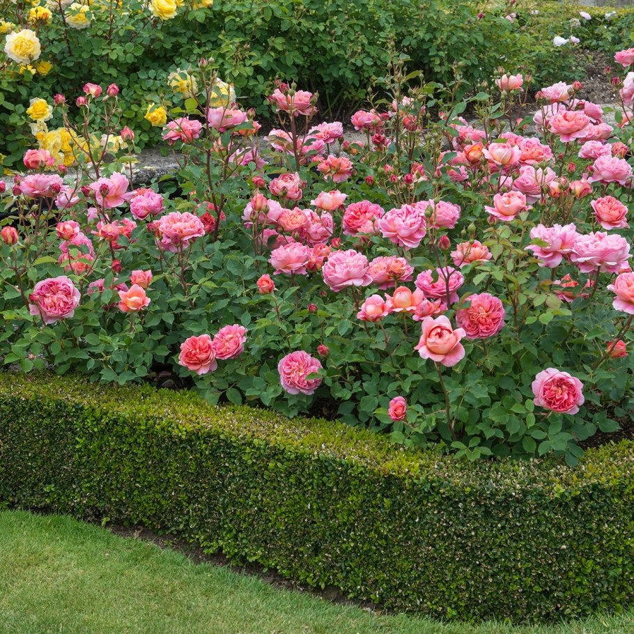 Роза Претти Джой описание