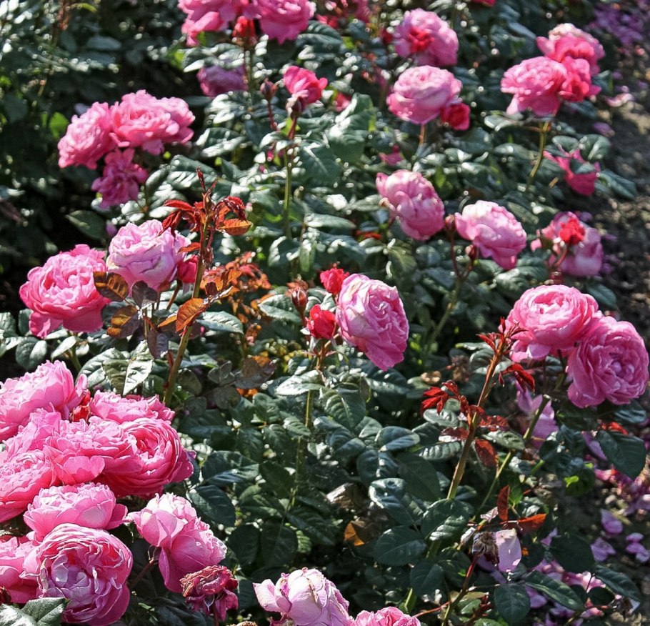 Кёльнер Флора , шрабы