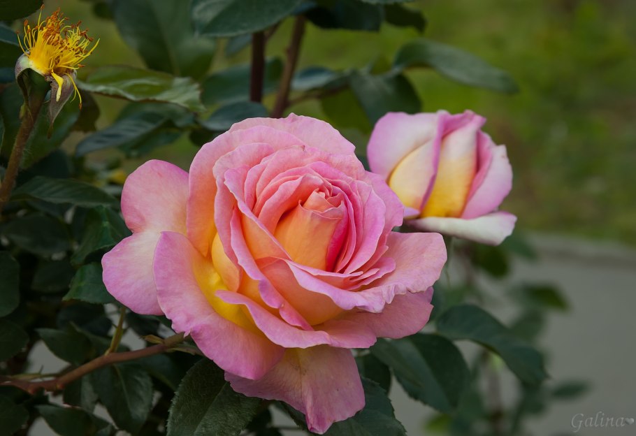 Роза Сиерра Флора