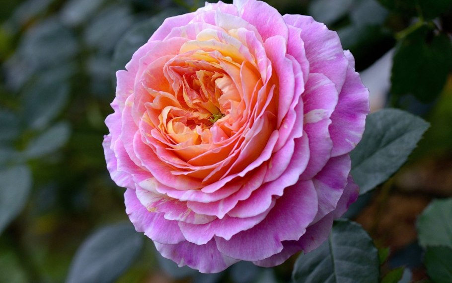 Питомник роз Розафлора