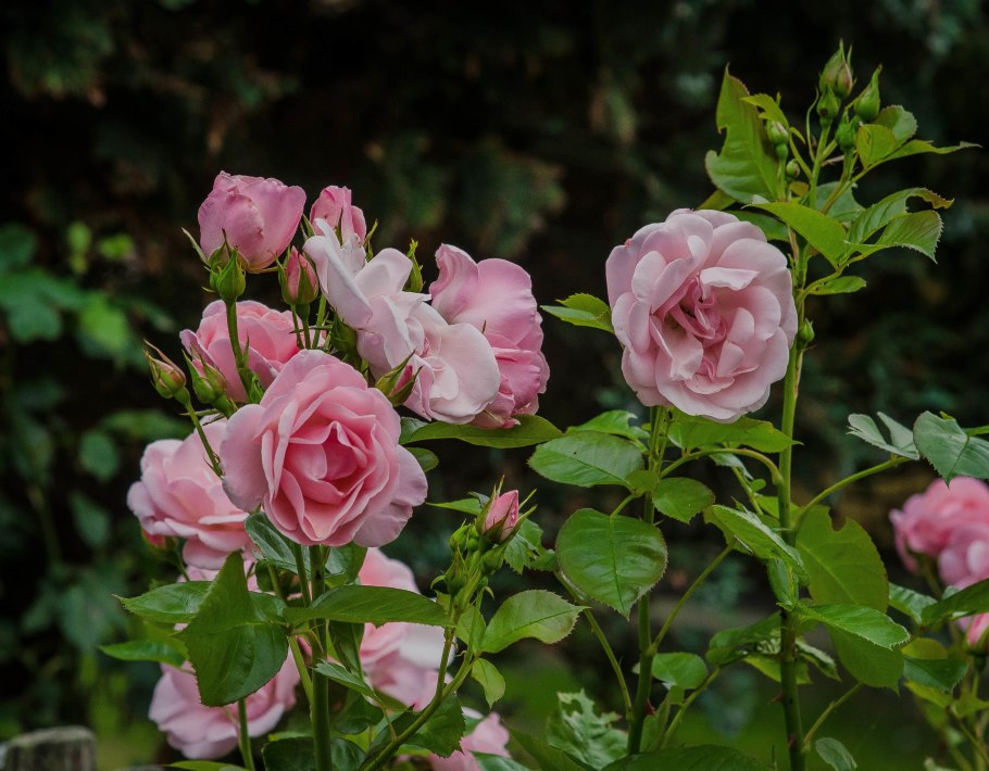 Кёльнер Флора (Kolner Flora)