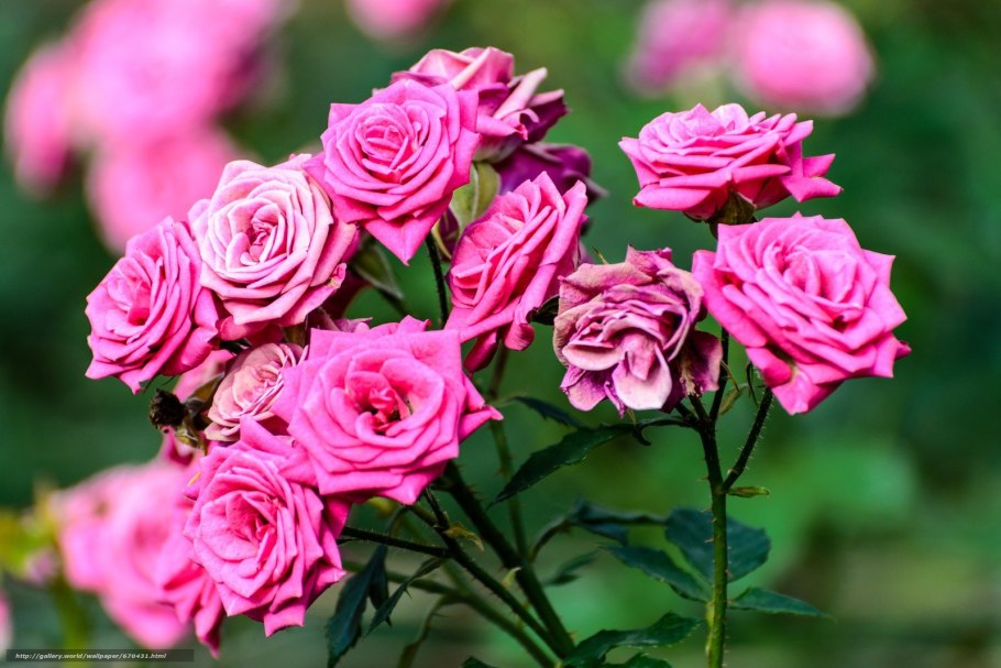 Роза Ферди в саду