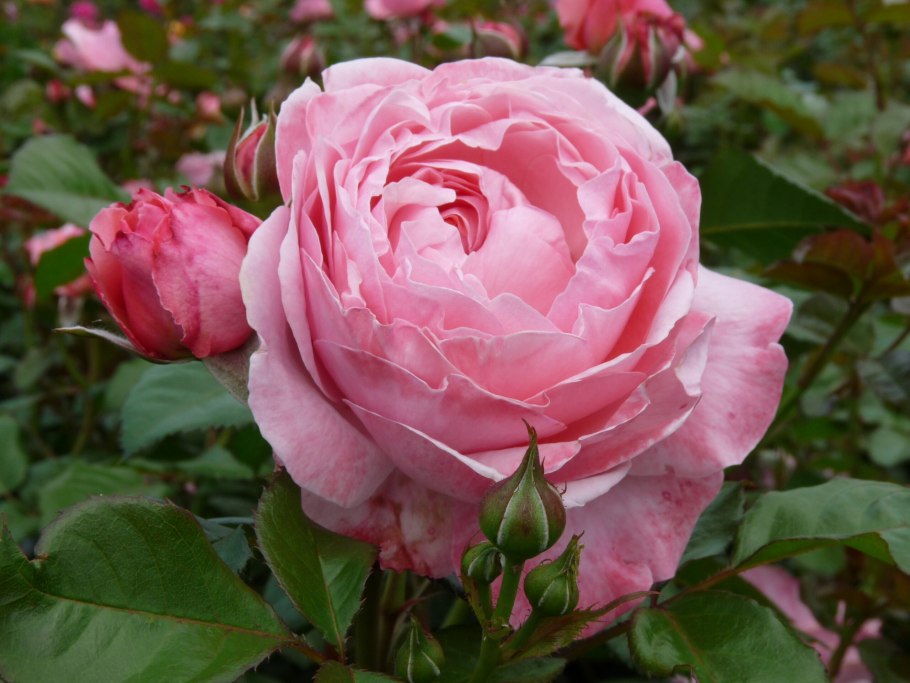 Роза Парковая "Кельнер Флора"