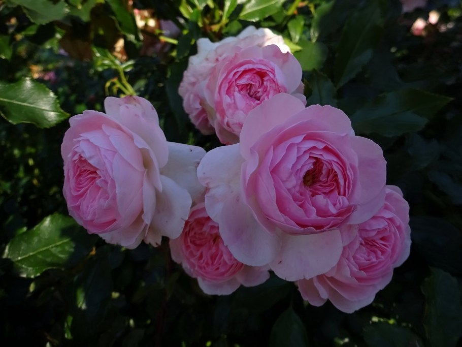 Роза Lilac Rose Austin