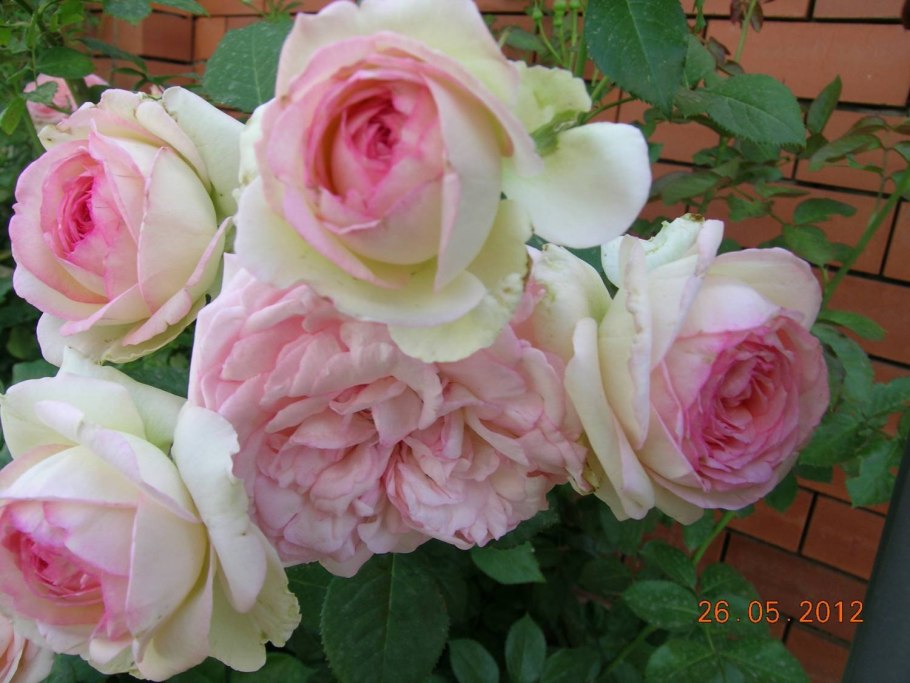 Роза Рамира плетистая