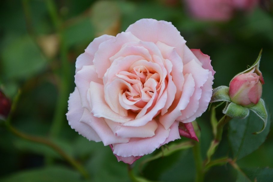 Роза Strombergzauber