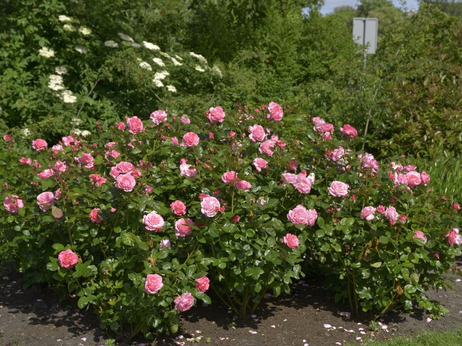 Роза Kordes (сорт 'Kolner Flora®')