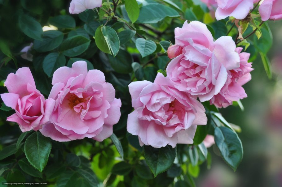 Роза флорибунда байдди