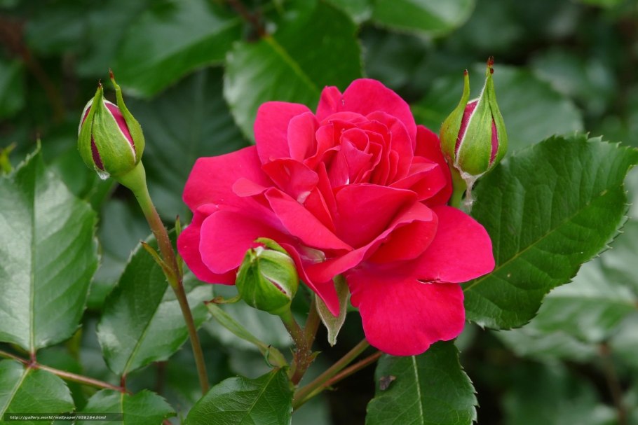 О необычных долголетних розовых кустов