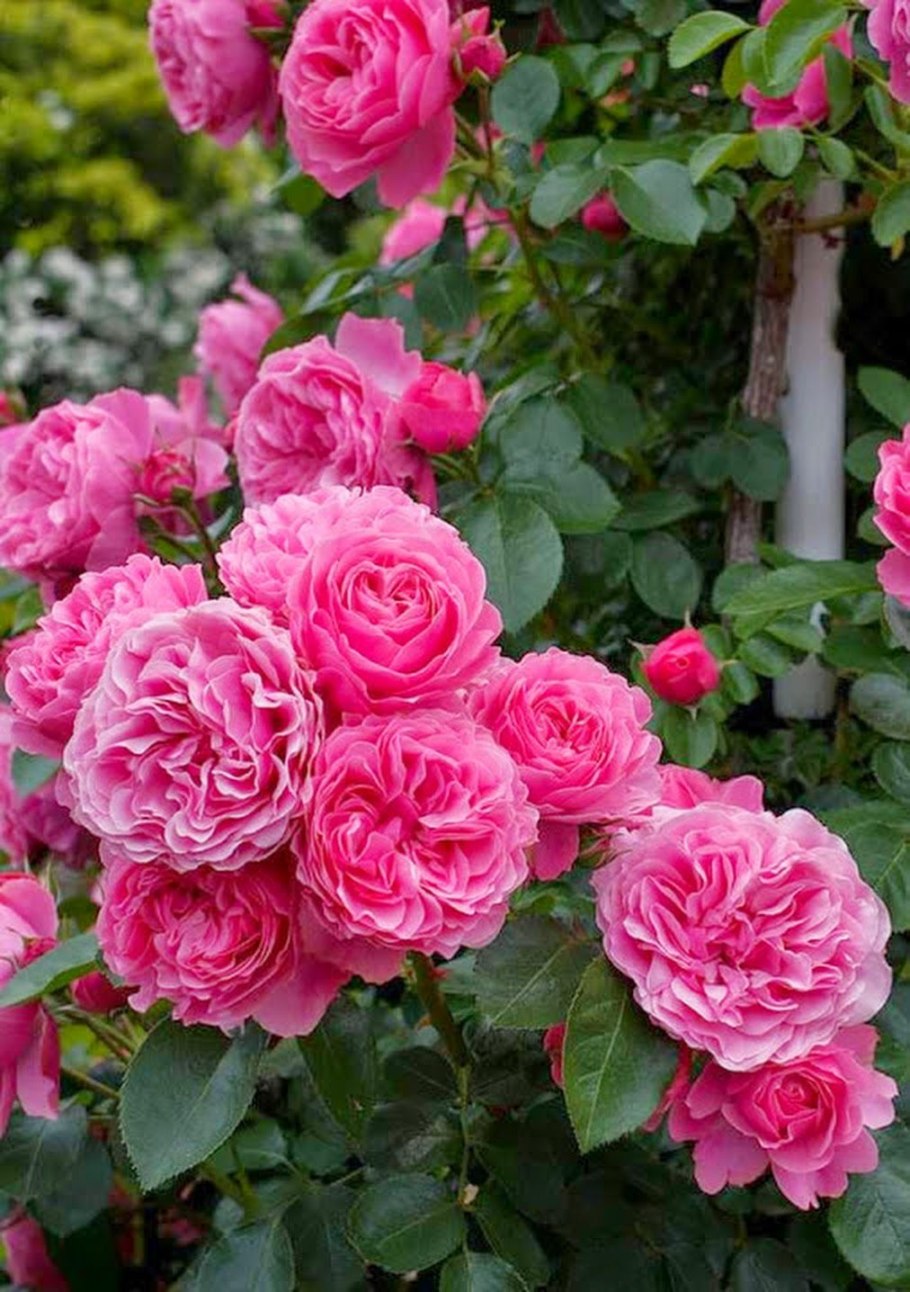 Jardin des Tuileries роза
