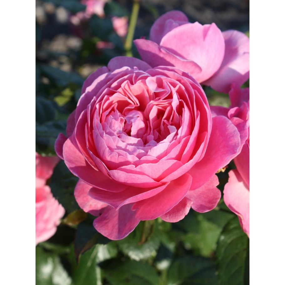 Роза Корус флорибунда