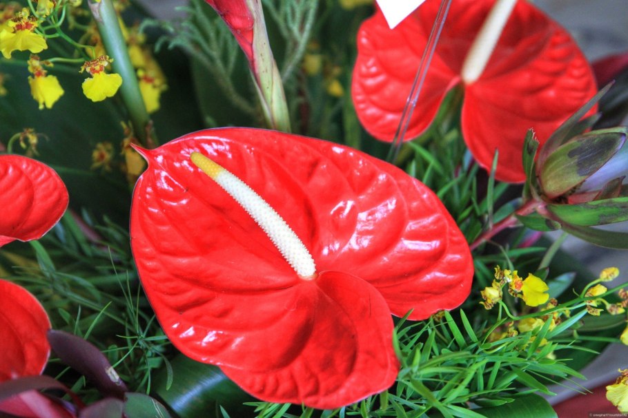 Антуриум Андре Туренза