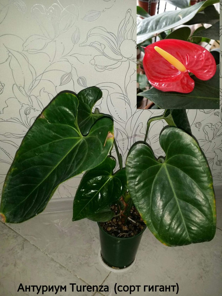 Антуриум Бугатти Вейрон