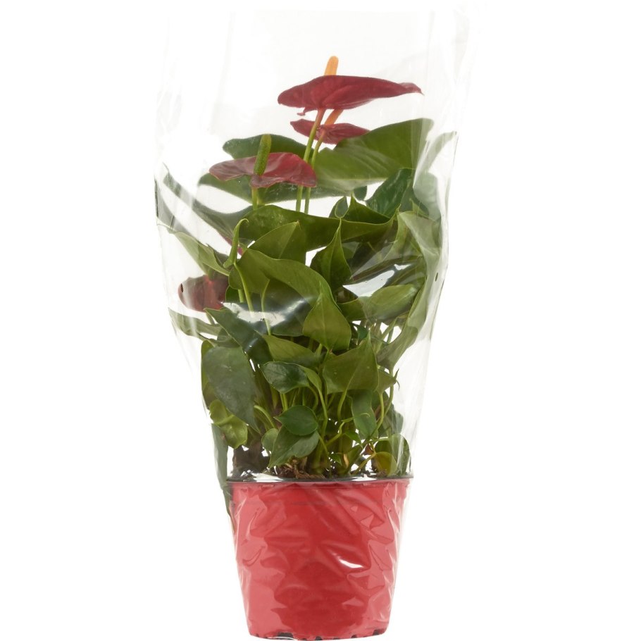 Антуриум Алексия Глориус