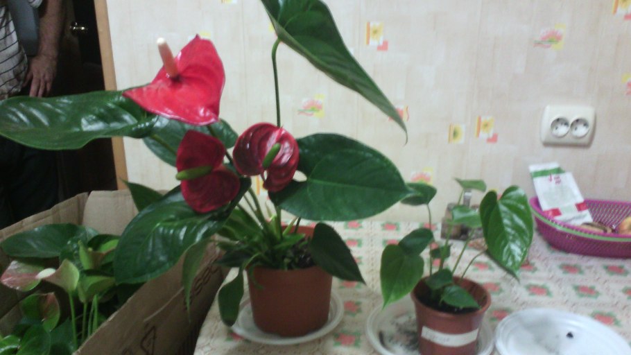 Антуриум Тропикал срезка