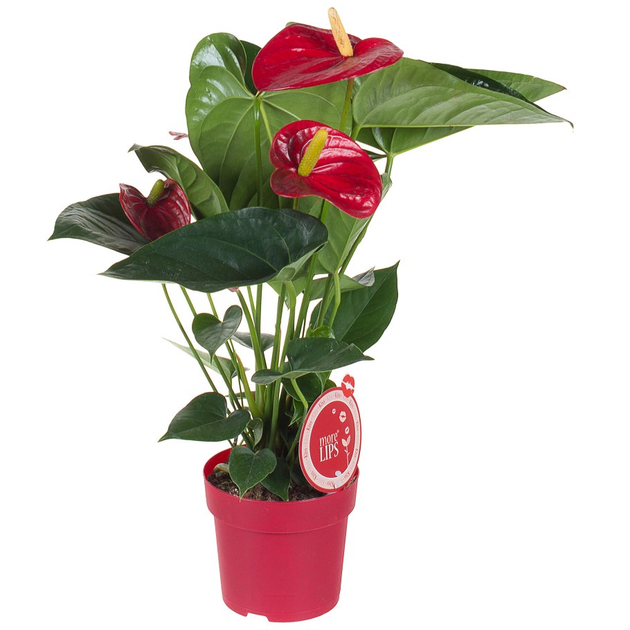 Антуриум Андре микс