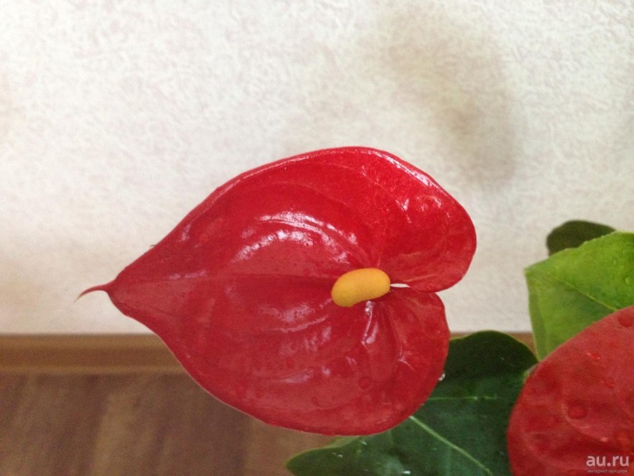 Антуриум Андрианум Джоли Пич