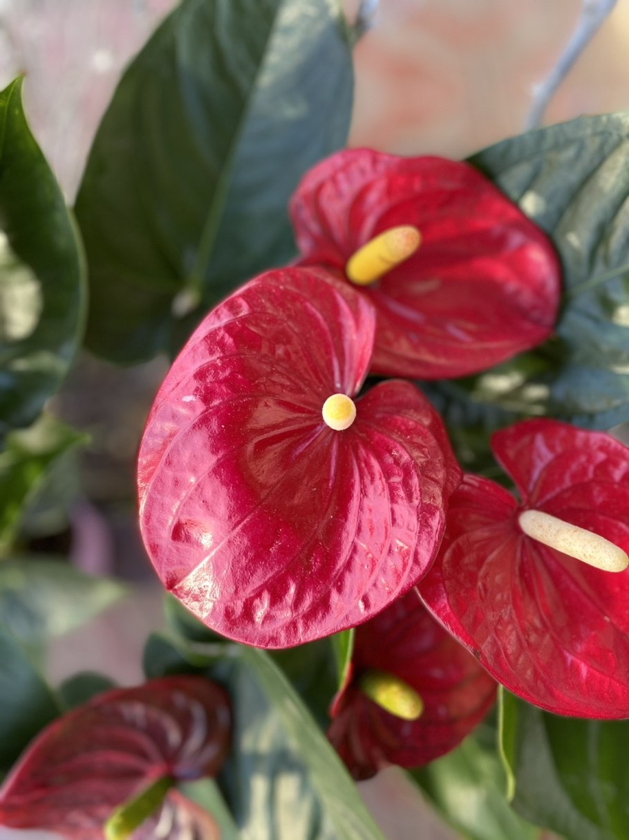 Антуриум Туренза фото