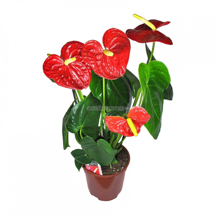 Антуриум Андре Туренза