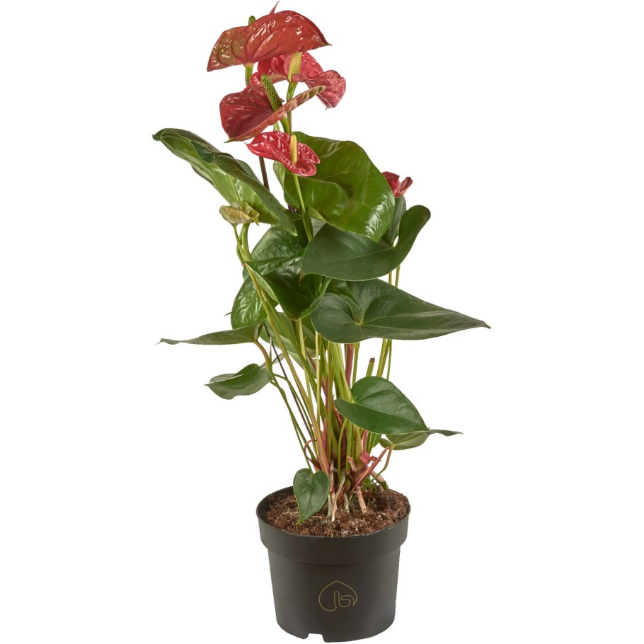 Антуриум Андре Туренза