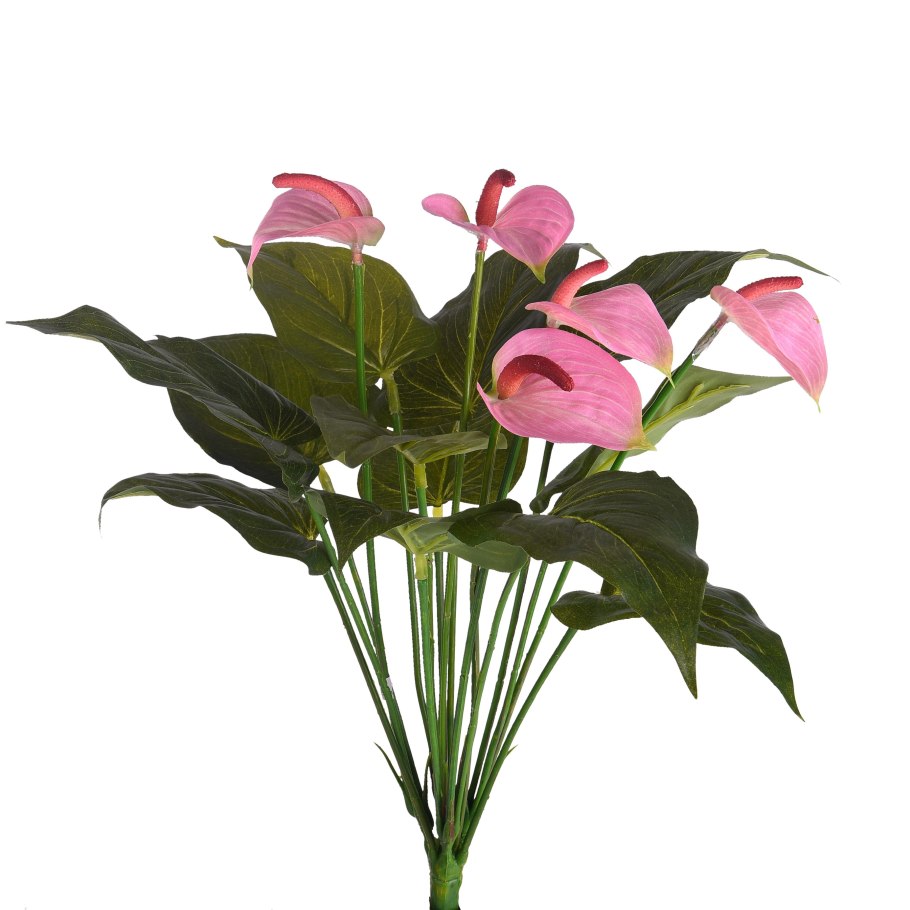 Антуриум Андре Туренза