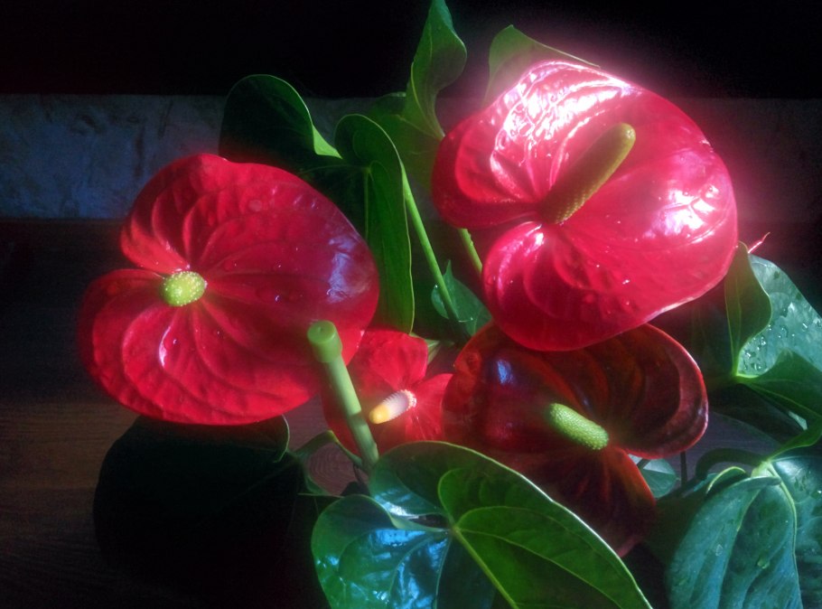 Антуриум гигант