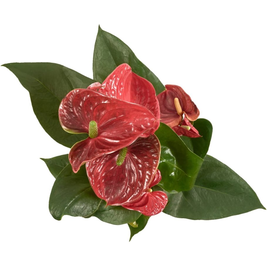 Туранза Антуриум