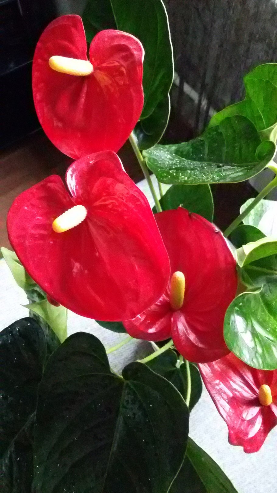 Антуриум Андре Дакота