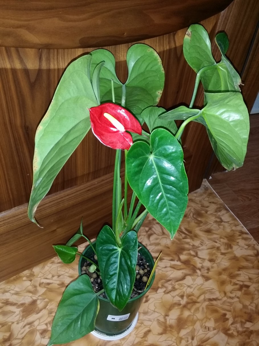 Цветок Антуриум красный