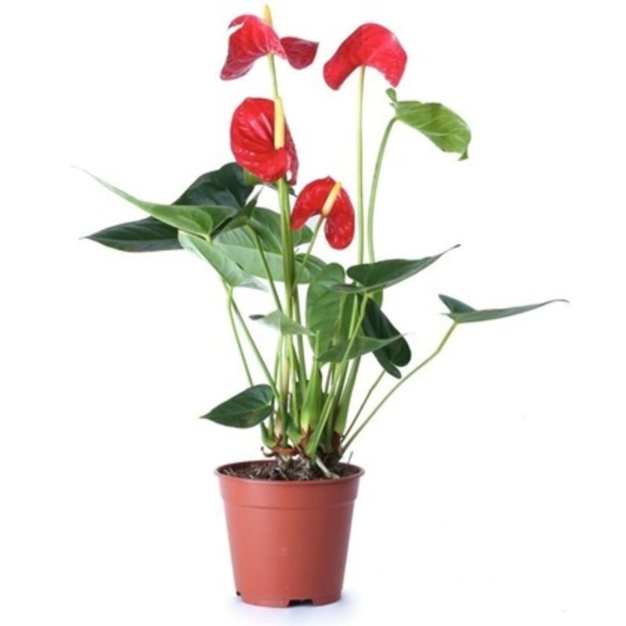 Антуриум Андре Гавайи