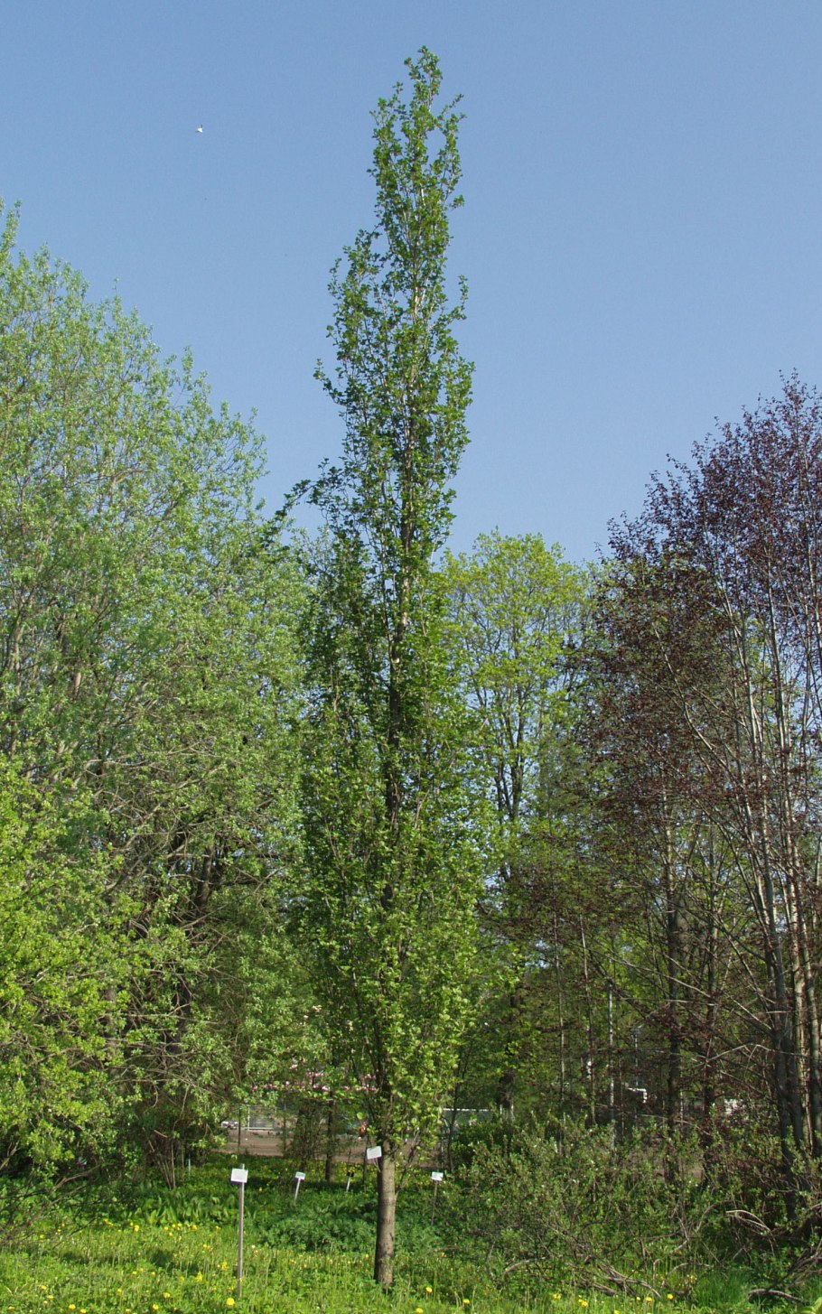 Ольха клейкая – Alnus glutinosa. Мужской и женский побег