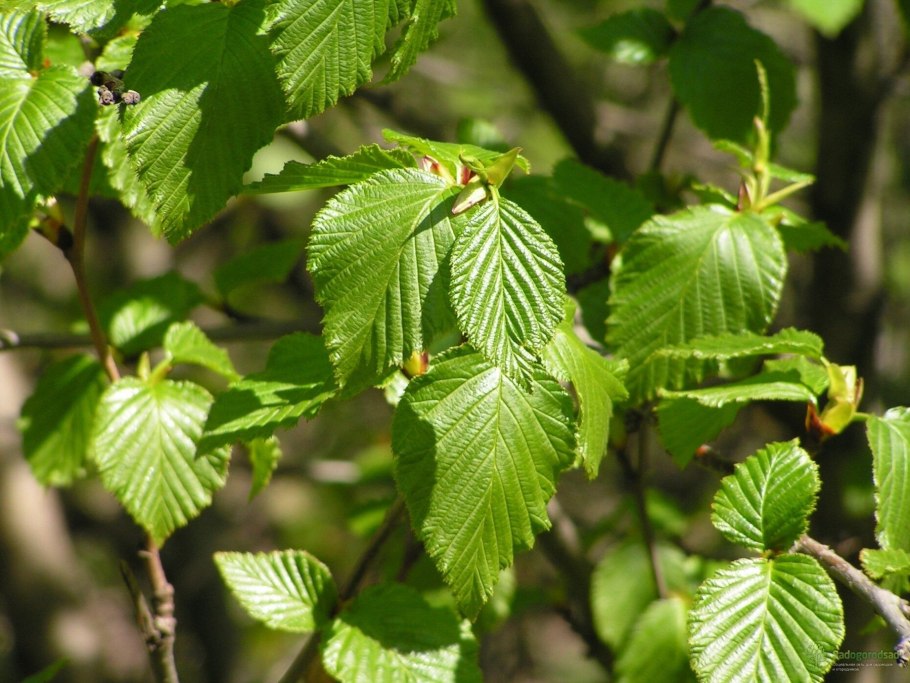 Alnus nepalensis