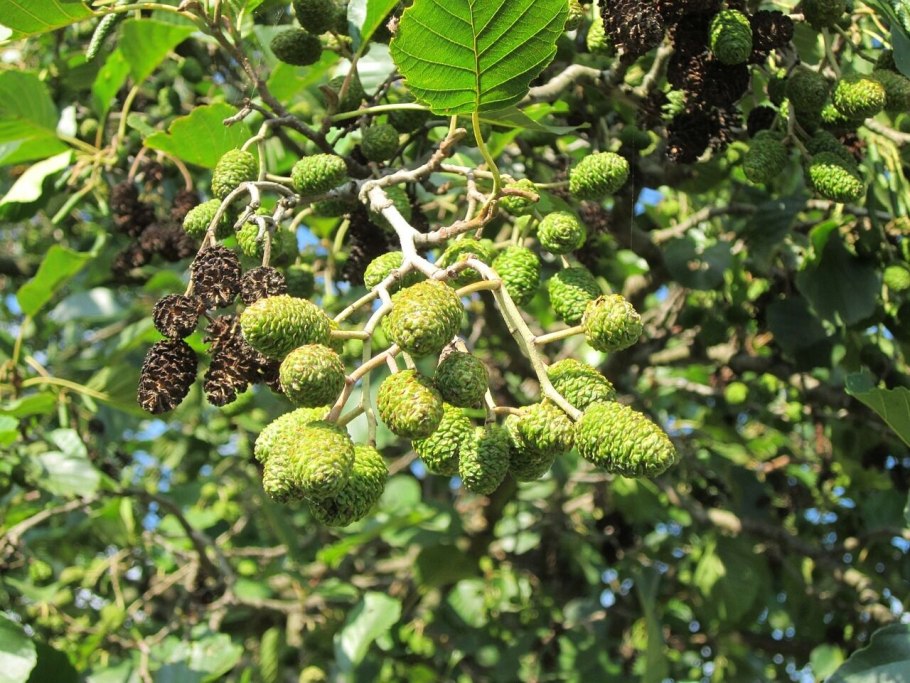 Ольха сердцевидная Alnus cordata