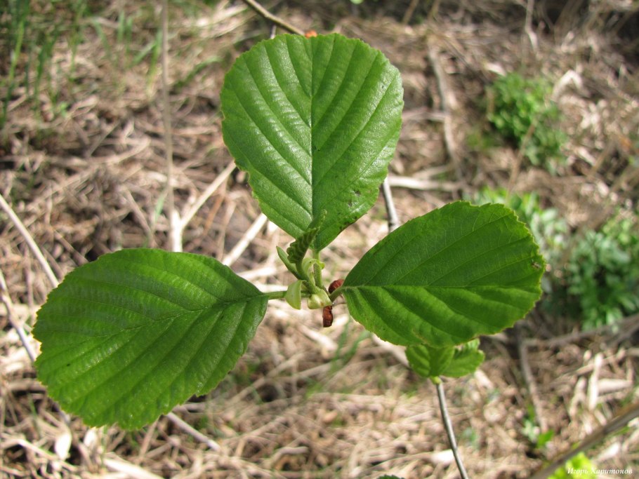Ольха черная Alnus glutinosa 'Aurea'