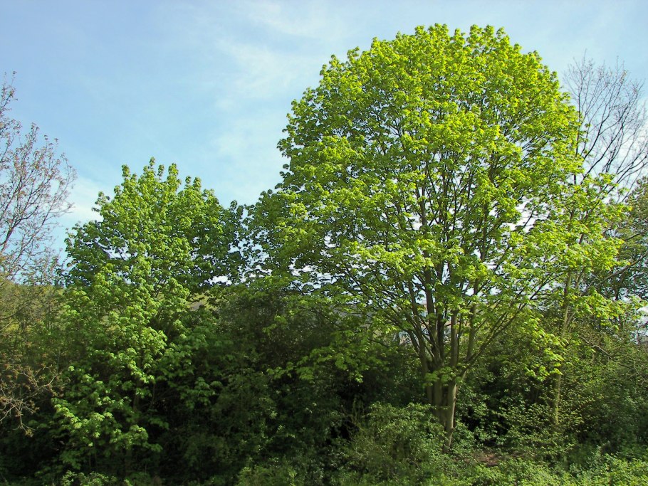 Ольха черная (Alnus glutinosa)