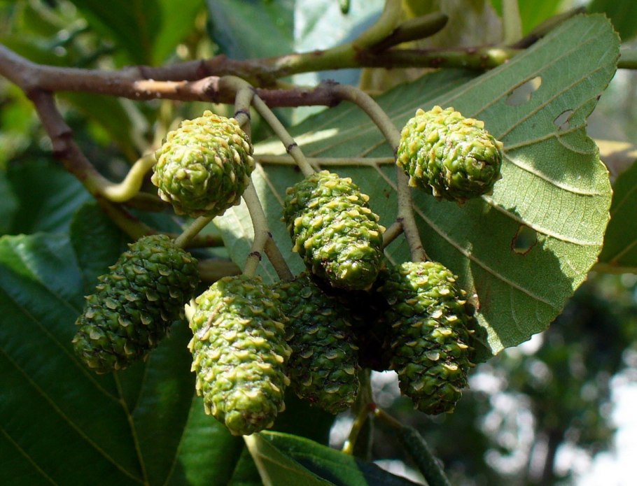 Alnus glutinosa (ольха европейская)