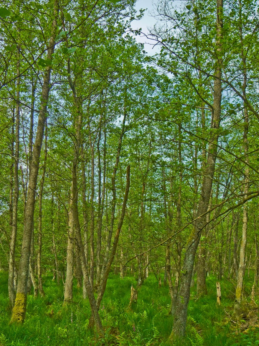 Ольха серая Alnus incana