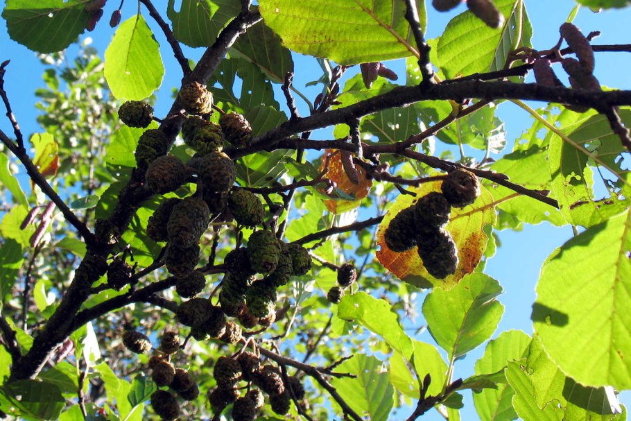 Alnus incana leaves