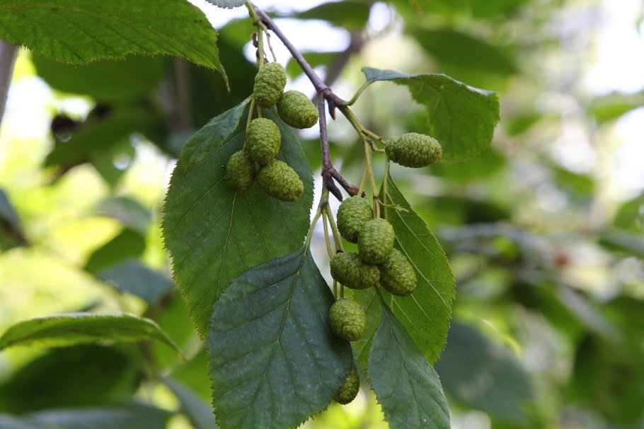 Alnus glutinosa pyramidalis