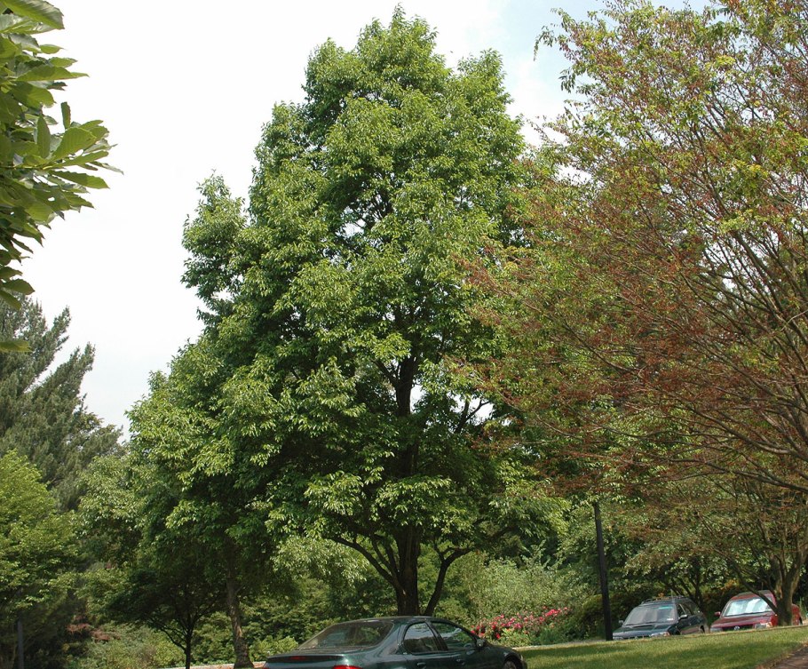 Alnus incana Tree
