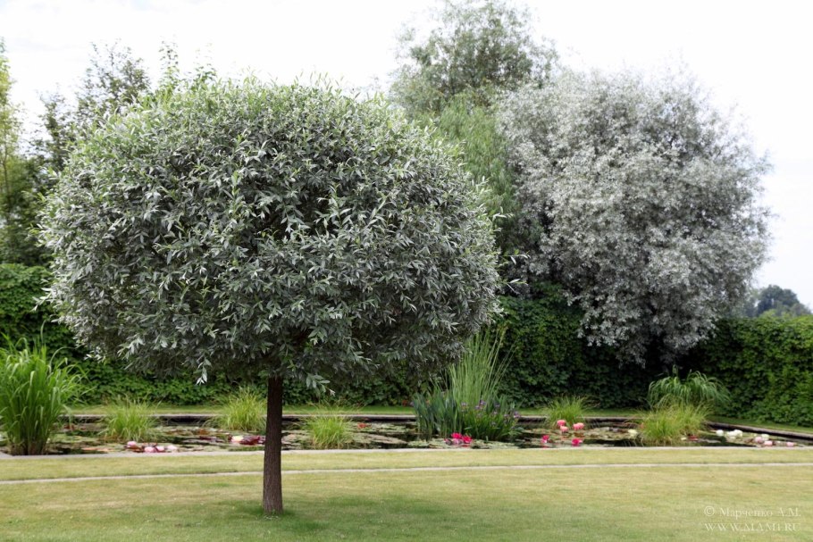 Ива белая (Salix Alba)