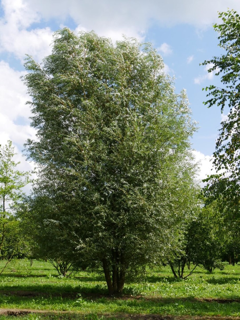 Ива белая argentea