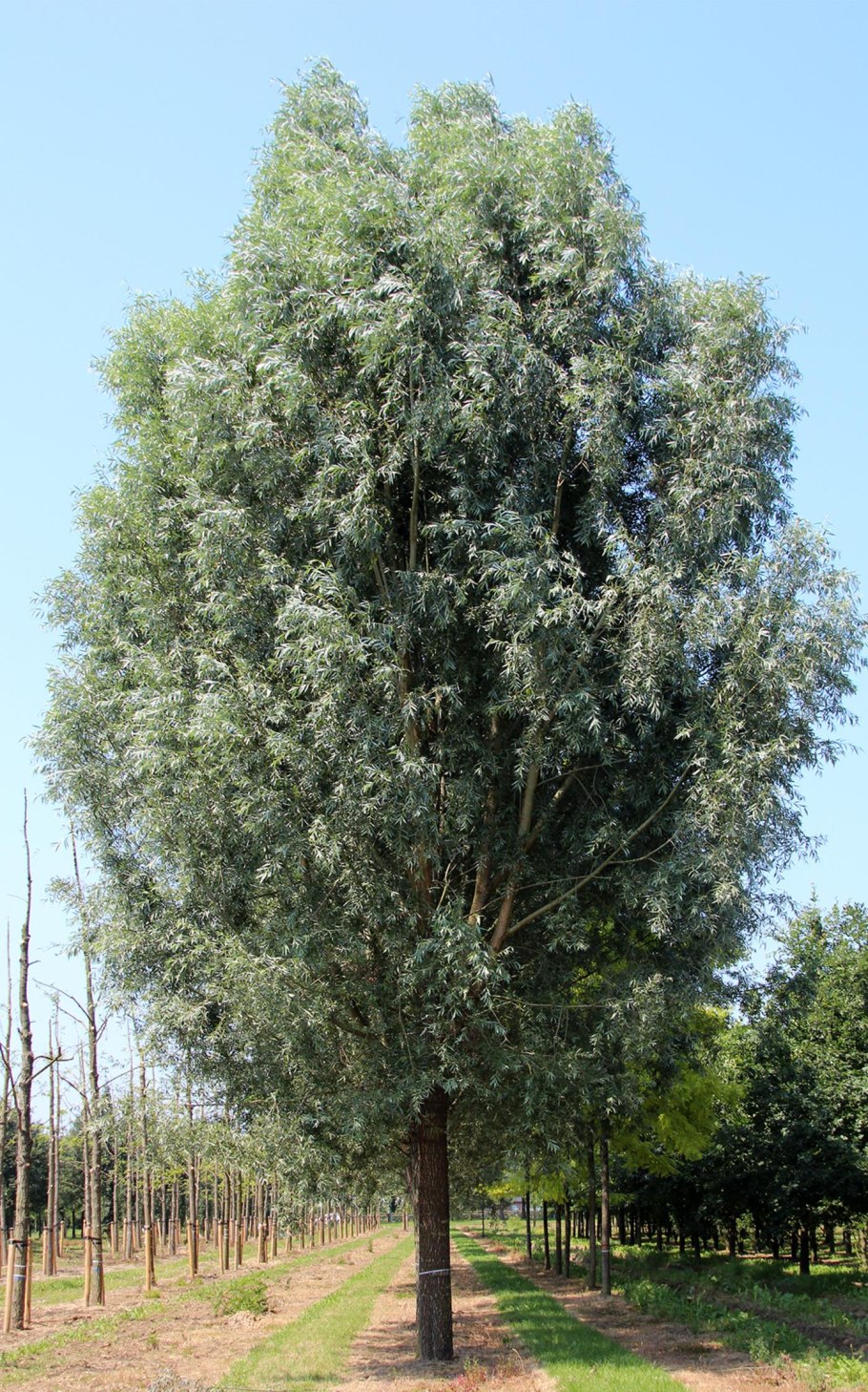 Ива белая (Salix Alba)